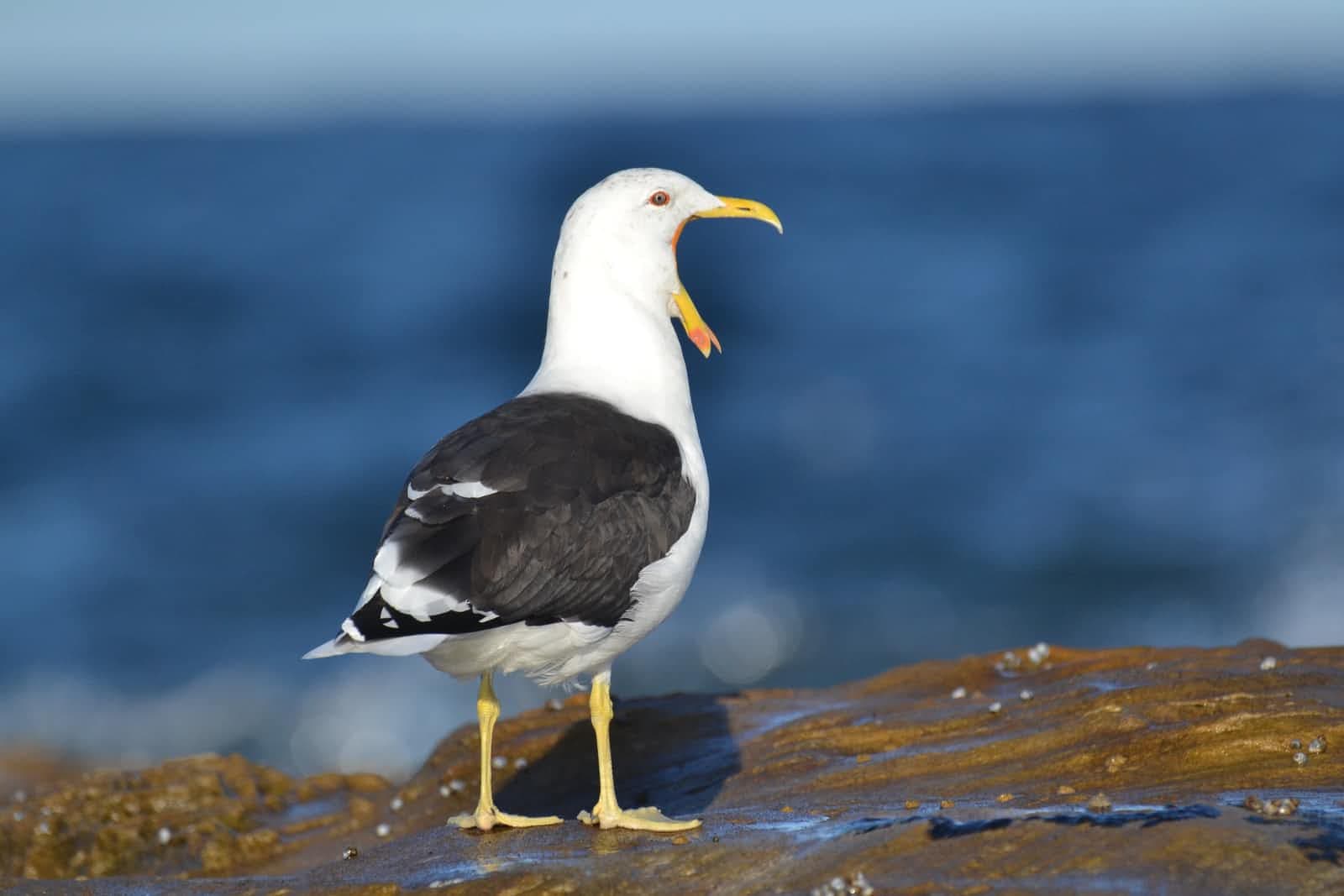 How to increase microphone volume on Windows 10